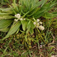 Hedyotis plantaginifolia Arn.